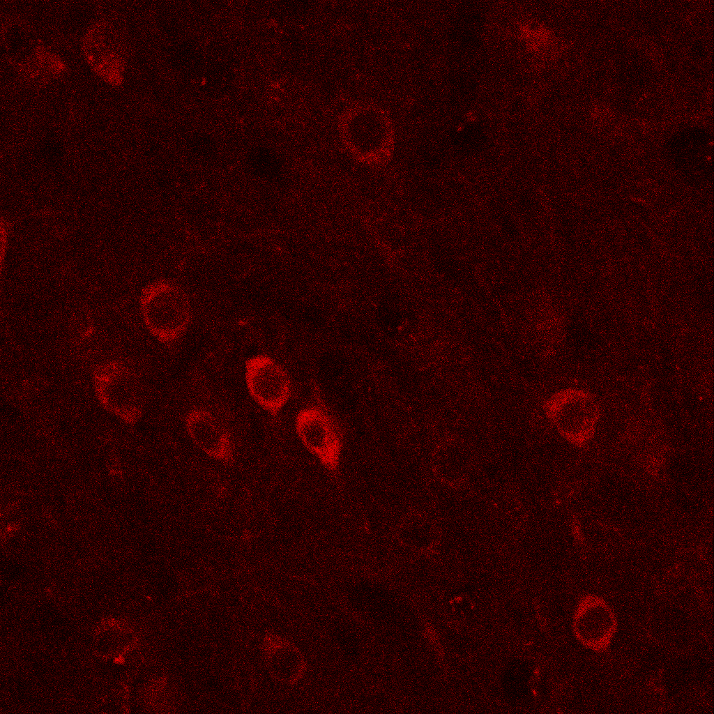 Addgene: AAV Data Hub - pAAV.Syn.NES-jRGECO1a.WPRE.SV40 in Rat